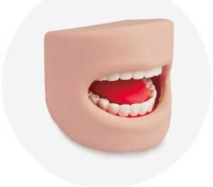 Teeth Model in Oral Cavity | Product Code：EX-NS6503