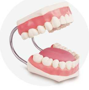 Enlarged Dental Care Model | Product Code：EX-NS6501