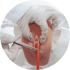 Transparent Female Catheterization Model | Product Code：EX-NS6031