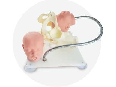 Female Pelvis with Fetal Head Model | Product Code：EX-GP6616