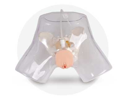 Transparent Uterine Curettage Modela | Product Code：EX-GP6618