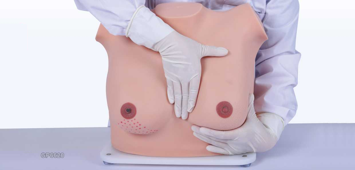 Breast Cancer Examination and Palpation Model | Product Code：EX-GP6620