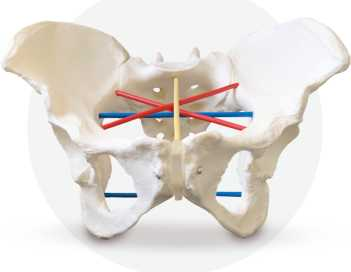 Female pelvis for pelviometry | Product Code：EX-GP6635