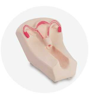 IUD Training Model II | Product Code：EX-GP6624