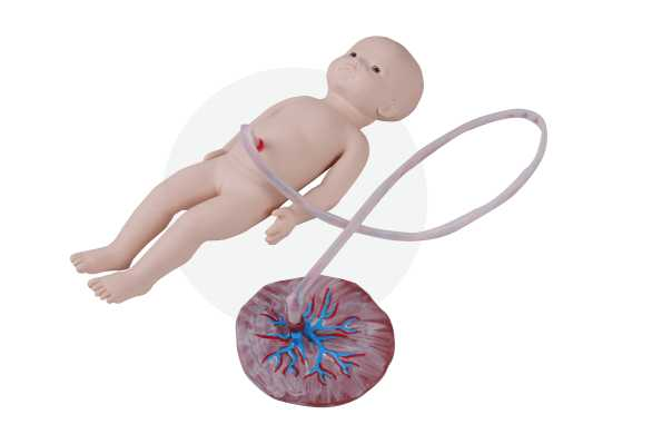 Umbilical Cord Nursing Simulator(Female) | Product Code：EX-PS6607