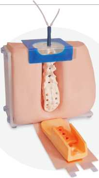 Lumbar Puncture Model | Product Code：EX-CS6226