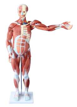 Human Muscle Model Product Code：EX-T1010 /Human Skeleton 85cm Product Code：EX-SK1100