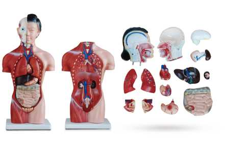 Female Human Torso 42cm | Product Code：EX-T1006F