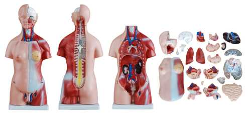 Unisex Human Torso 45cm | Product Code：EX-T1008