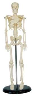 ​Human Skeleton 45cm Product Code：EX-SK1103​/Vertebral Column with Pelvis Product Code：EX-SK1104​