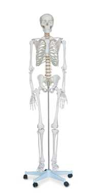 Life-size Human Skeleton（180cm） Product Code：EX-SK1101​/​Human Skeleton with Colored Muscular & Ligaments（180cm） | Product Code：EX-SK1102​