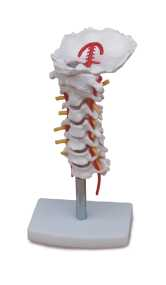 Cervical Vertebral Column with Neck Artery | Product Code：EX-SK1107 /​Lumbar Vertebra Product Code：EX-SK1108​