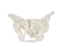 Adult Male Pelvis Product Code：EX-SK1127/Adult Female Pelvis Product Code：EX-SK1128