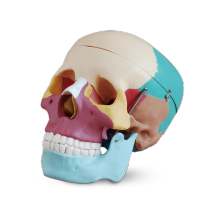 ​Colored Human Skull Product Code：EX-SK1121/​Life-size Skull Product Code：EX-SK1121A