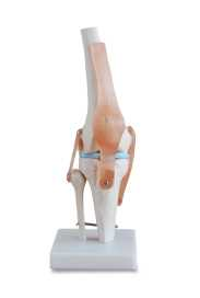 ​Life-size Knee Joint Product Code：EX-SK2111​/Life-size Elbow Joint Product Code：EX-SK2112​