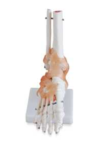 Life-size Foot Joint with Ligaments Product Code：EX-SK2113/​Life-size Hand Joint with Ligaments Product Code：EX-SK2114