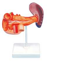 ​Pancreas, Spleen and Duodenum Product Code：EX-D2004​/​Left and Right Lungs Product Code：EX-R3010​