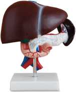 ​Liver, Pancreas and Duodenum Model Product Code：EX-D2008​/	​Liver Model Product Code：EX-D2009​