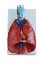  ​Larynx, Heart and Lung Model Product Code：EX-R3012/Urinary System Product Code：EX-U4001