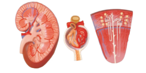  ​Kidney, Nephron and Glomerulus Product Code：EX-U4007/​Enlarged Kidney Product Code：EX-U4005