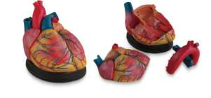 Enlarged Heart Model  Product Code：EX-S6018/​Female Pelvis with Fetus Product Code：EX-G4013