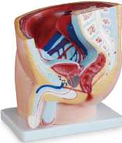 Male Pelvis Section Product Code：EX-G4011/Female Pelvis Section Product Code：EX-G4012