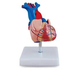 Life-size Human Heart  Product Code：EX-S6016/Magnified Human Larynx Model  Product Code：EX-R3004