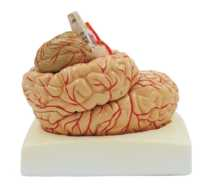 Brain with Artery and Nerves  Product Code：EX-PP1001A/​Brain Model Product Code：EX-PP1001B​