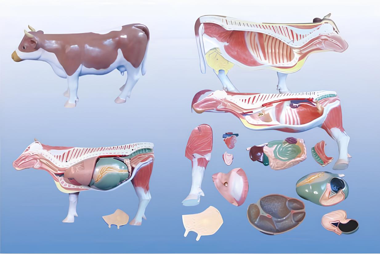 Cattle  Anatomical  Model   Product Code：EX-C001