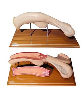 Anatomical model of bovine uterus Product Code：EX-C003