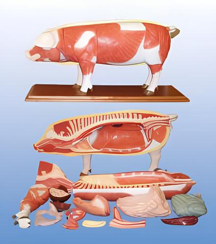 Pig anatomical model Product Code：EX-P001