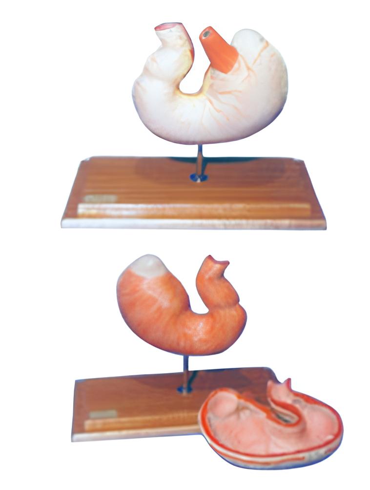Anatomical model of pig stomach Product Code：EX-P003