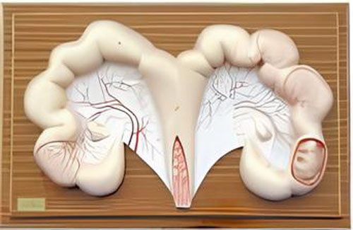 Anatomical model of pig uterus   Product Code：EX-P004