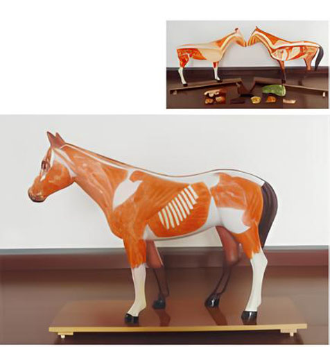 Horse anatomical model Product Code：EX-H001