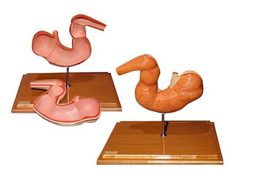 Anatomical model of horse stomach Product Code：EX-H003