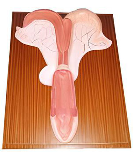 Anatomical model of horse uterus Product Code：EX-H004