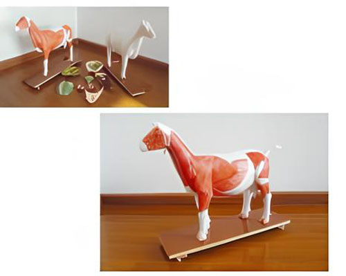 Sheep anatomical model Product Code：EX-S001