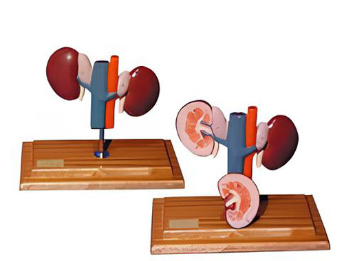 Anatomical model of sheep kidney Product Code：EX-S002