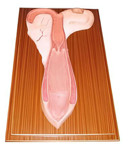 Anatomical model of sheep uterus Product Code：EX-S004