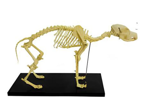 Dog Bone Model Product Code：EX-D003