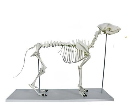 Big Dog Skeleton Model Product Code：EX-D004