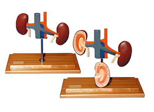 Anatomical model of dog kidney Product Code：EX-D005