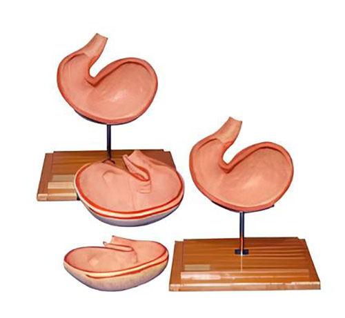 Anatomical model of dog stomach Product Code：EX-D006