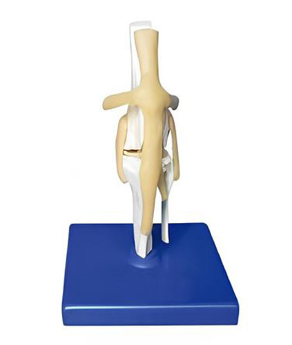 Dog knee joint model Product Code：EX-D008