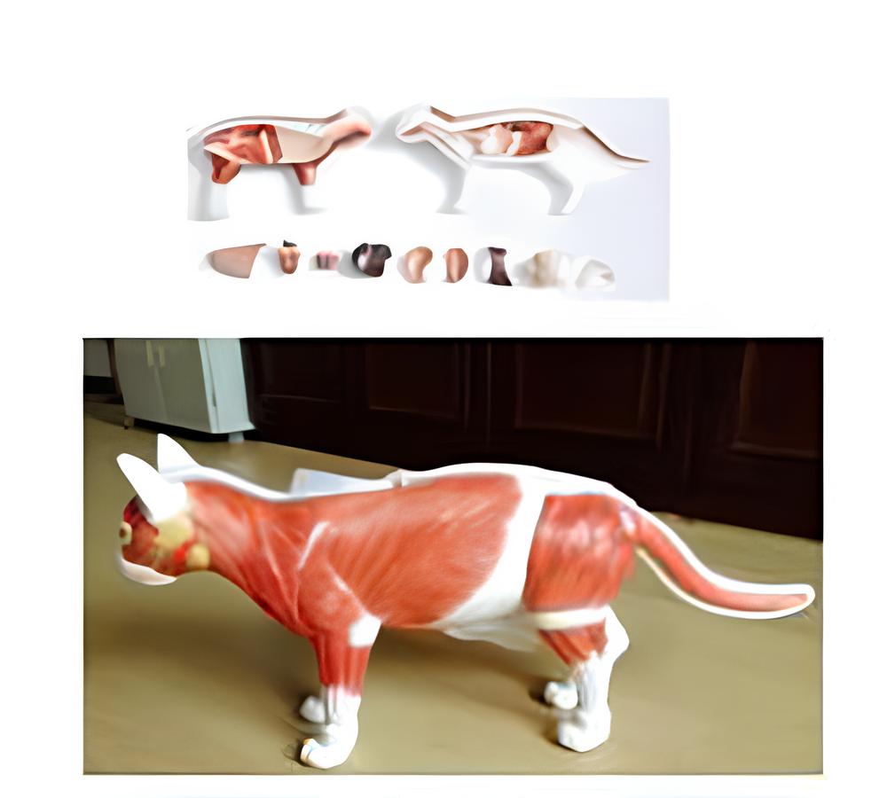 Cat anatomical model Product Code：EX-C001