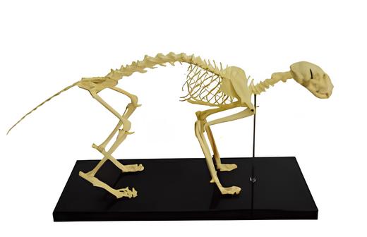 Cat Bone Model Product Code：EX-C002