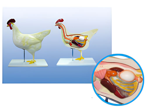 Chicken anatomical model Product Code：EX-CH001