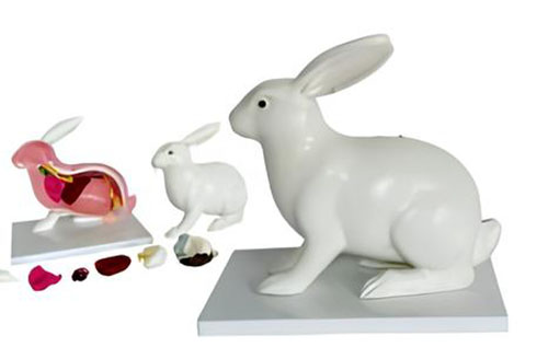 Rabbit anatomical model Product Code：EX-R001