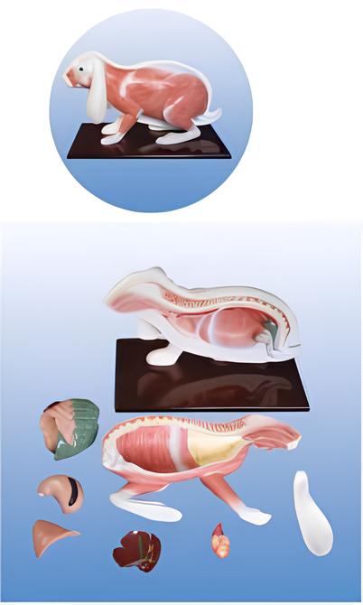 Rabbit anatomical model Product Code：EX-R002