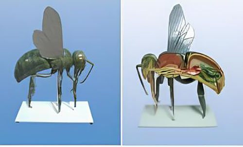 Bee anatomical model Product Code：EX-B001